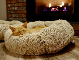 A picture of a cat on a bed